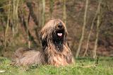 BRIARD 079